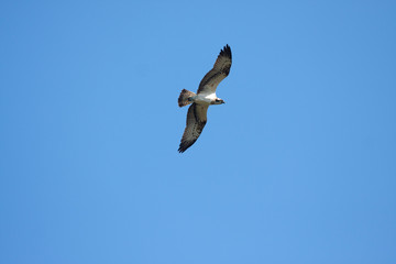 Obraz premium Western Osprey Birds