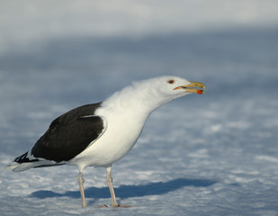 Great black-backed gull