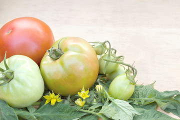 Homemade green and red tomatoes with leaves and the flower slowly ripen on a wooden table