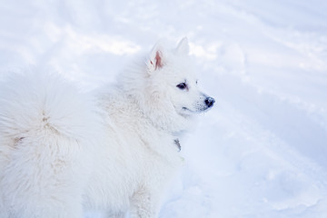 Fototapeta premium White dog Spitz walks in winter on snow