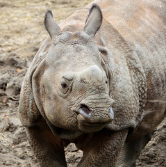 Beautiful Indian One Horned Rhinoceros. Curious & happy young rhino. Wildlife of India. . Amazing portrait of a cute cub. Animals in National Parks of India. Wonderful rhino © Nataly Reinch