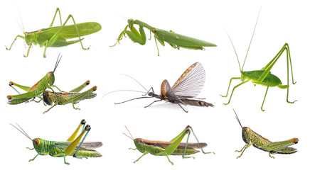 Grasshopper in front of white background