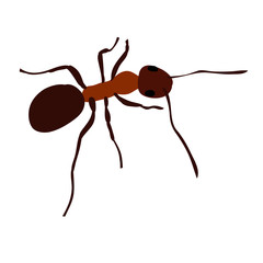 ant, insect, brown on white background