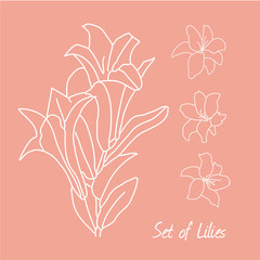 set of lily flowers drawings. vector illustration. line drawn flower. botanical art