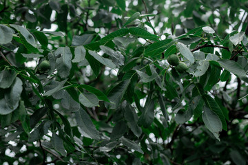 Walnut tree after the rain