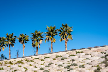 Fototapeta na wymiar Sky background with row of palm trees in the sun.