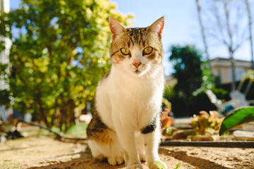 Portrait of a well-fed white and brown common cat.