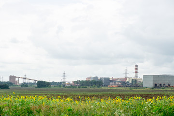 Sunflowers on the background of the plant