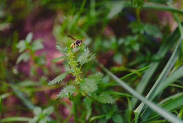 Common wasp, Dolichovespula, perched on a branch of nettle.