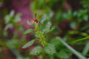 Common wasp, Dolichovespula, perched on a branch of nettle.