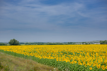 Obraz premium sunflowers field in summer