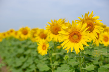 Yellow sunflower blooms