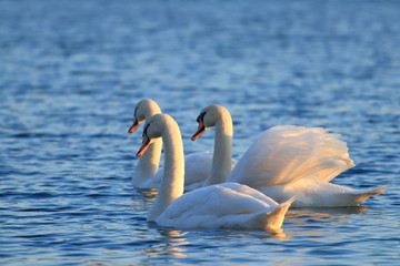 Swans on lake  at sunset