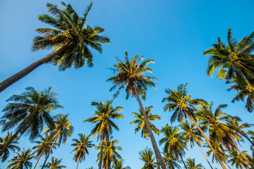 Afternoon in the garden with coconut trees.6