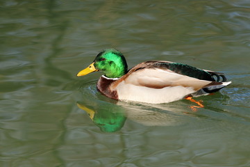 Mallard on the lake
