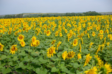 sunflowers field in summer