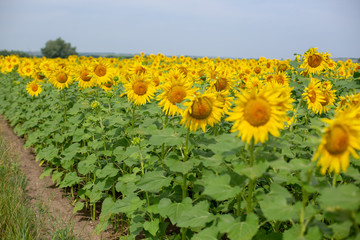 sunflowers field in summer