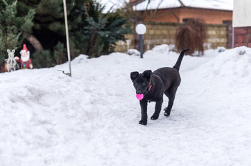 Black puppy holding a pink ball in his mouth in winter