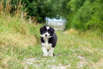 Naklejka na ściany i meble A portrait of a cute happy puppy of the border collie, posing in the grass and looking like smiling. 