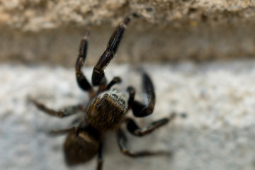 A small brown spider with big eyes sits on the wall of the house waiting for the victim on a hot summer day in Ukraine