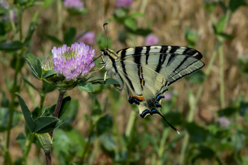 Butterfly Mahaon flutters on the field in search of food in the summer in Ukraine