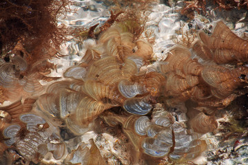 Tanzania Zanzibar Nungwi Indian ocean