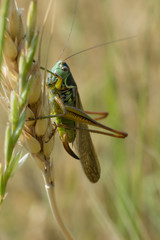 Little gray grasshopper Decticus verrucivorus inhabiting Eurasia sits on a field in summer