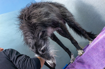 Canine hairdresser dries the wet hair of a greyhound with a powerful dryer