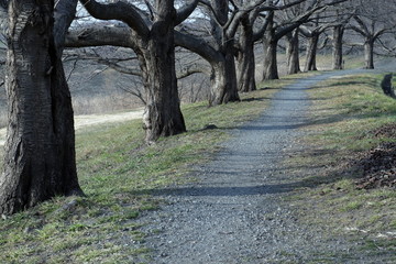 並んだ木々と砂利道