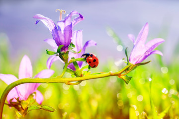 little ladybug crawling on lilac flowers bells on a Sunny summer meadow © nataba