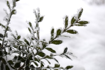 Obraz premium Winter background with frosty boxwood. Evergreen boxwood bushes under snow on a snowy background. Boxwood leaves in the snow