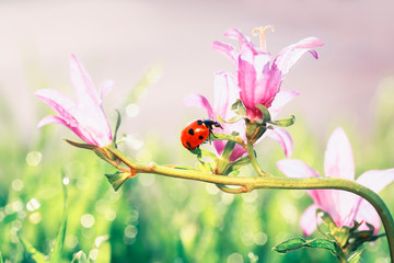 Obraz na płótnie Canvas natural background little ladybug creeps on flowers pink bells on a Sunny summer meadow