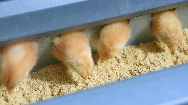 close up small chicks have meal at a farm, Industrial poultry, 
