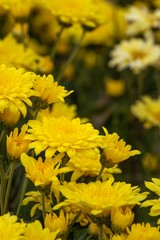 yellow chrysanthemum flower in garden blooming beautifully