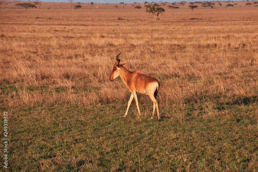 Wall mural tanzania safari ngorongoro serengety