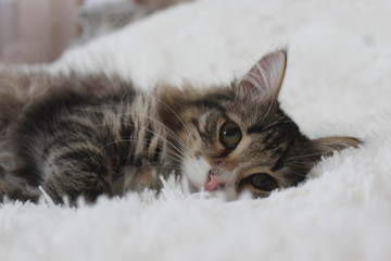 Cute grey cat lying on the bed, on a fluffy blanket, looking at the camera