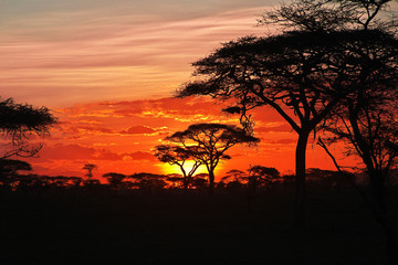 Naklejka na ściany i meble Sunset tanzania safari ngorongoro serengety