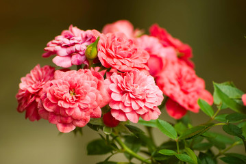 Beautiful pink rose against blurred background. Fresh summer flower blossoming in the garden. Floral background.