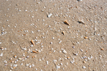broken shells on a beach sand in bright daylight. concept of holiday and travel