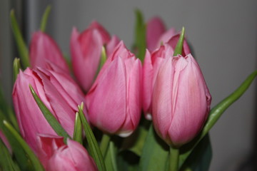 bouquet of tulips closeup, tulip flower background