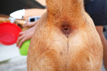 Dog focus bum or backside.