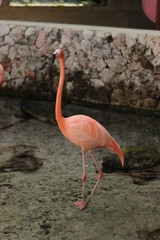 flamingo
