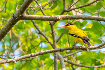 Colorful Black-naped Oriole perching on a perch