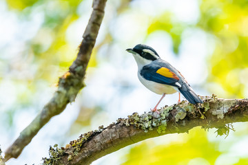 Fototapeta premium Very cute Blyth's Shrike-Babbler perching on a perch