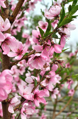  close-up of  blooming peach-tree branch,vertical composition