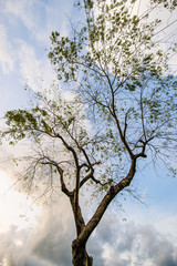 I slept under a tree