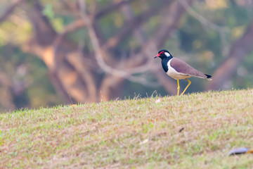 Obraz premium Red-Wattled Lapwing bird standing on the lawn