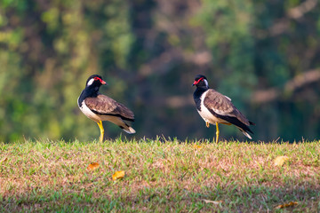 A couple of Red-Wattled Lapwing birds standing on the lawn