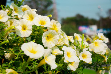 There are a lot of Calibrachoa hybrid white-yellow flower and its green leaves  