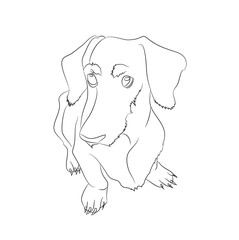 Vector illustration of a dachshund that sits, drawing lines